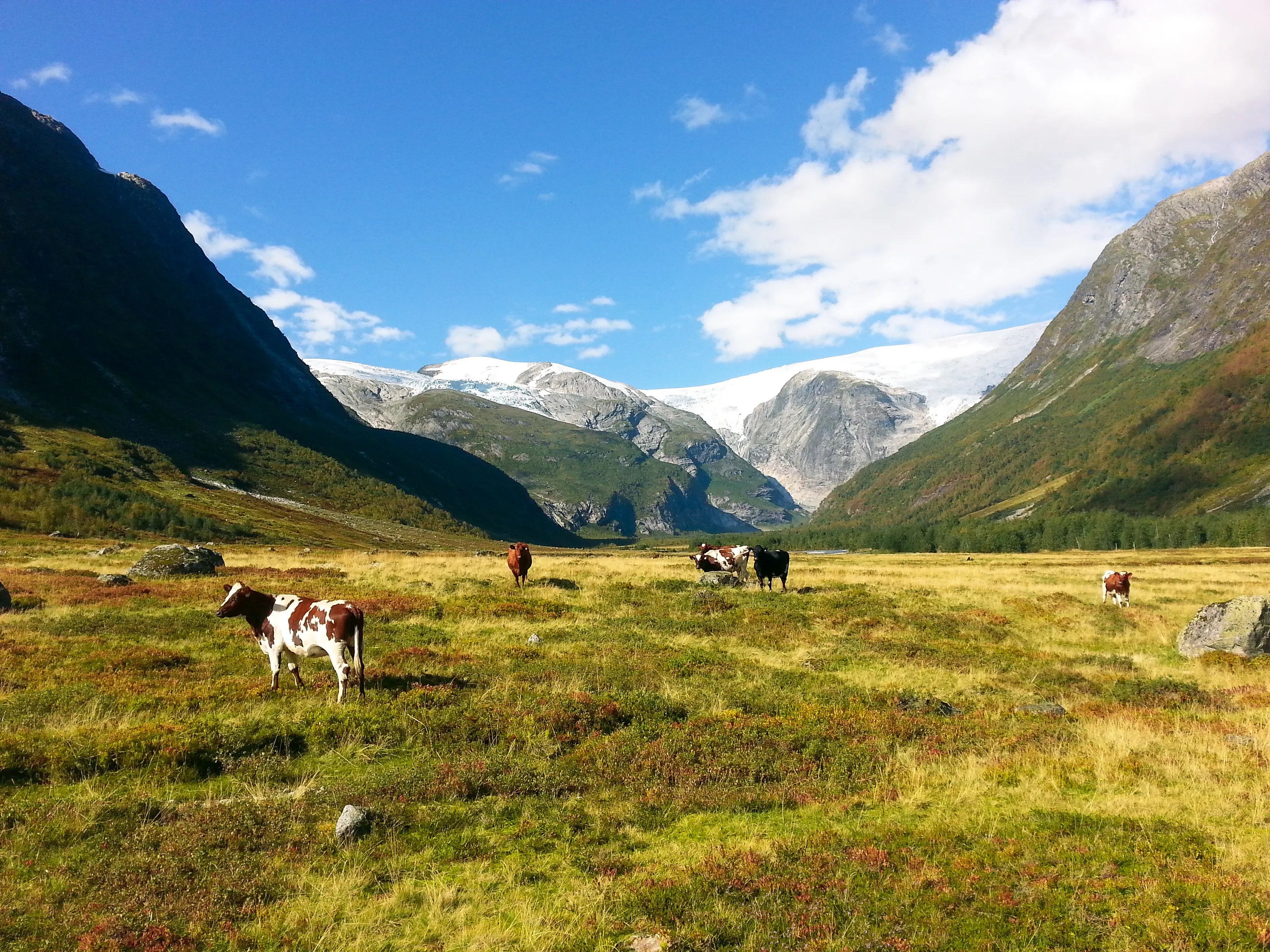 Kyr på fjellbeite