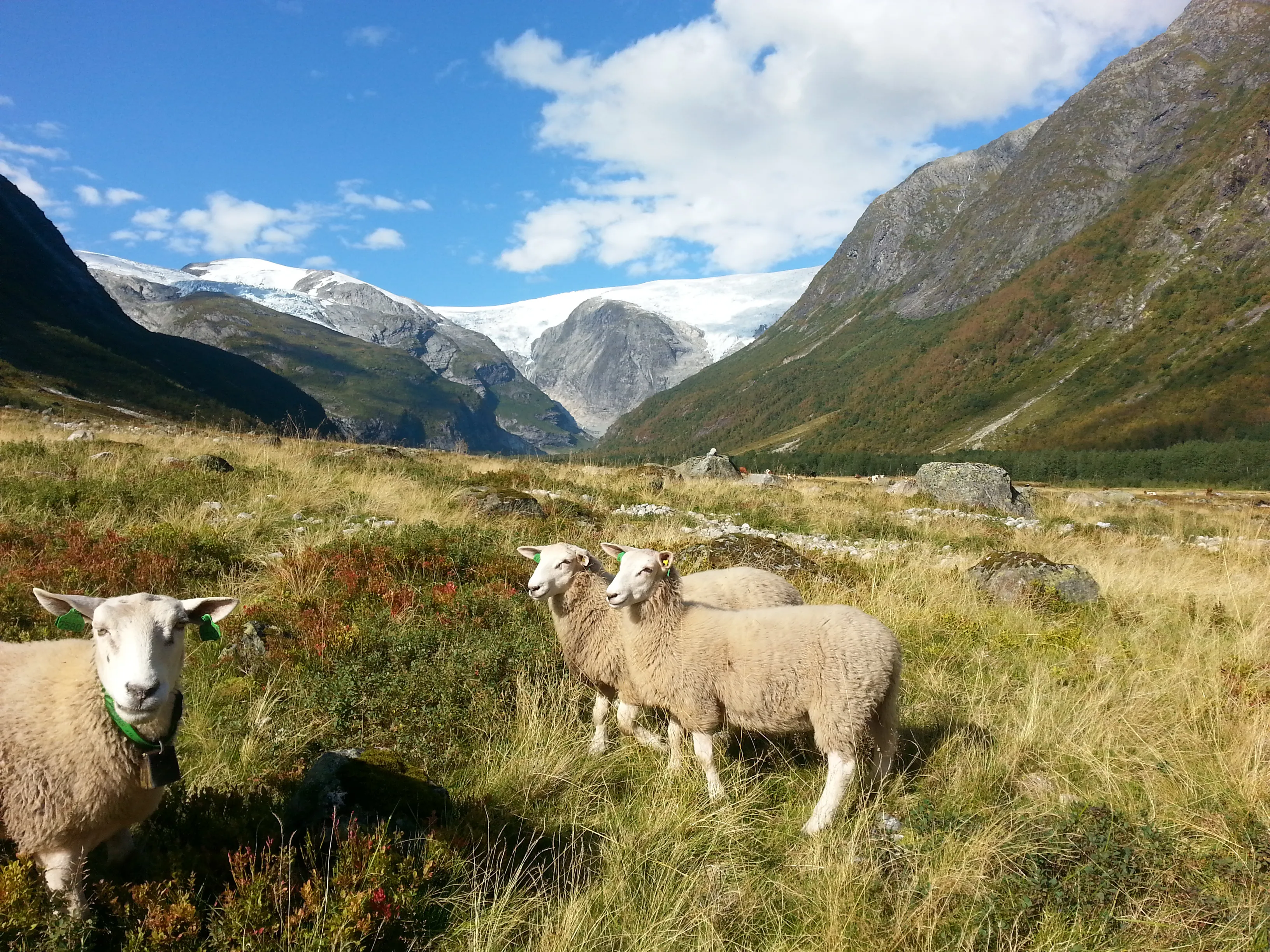 Sauer på fjellbeite