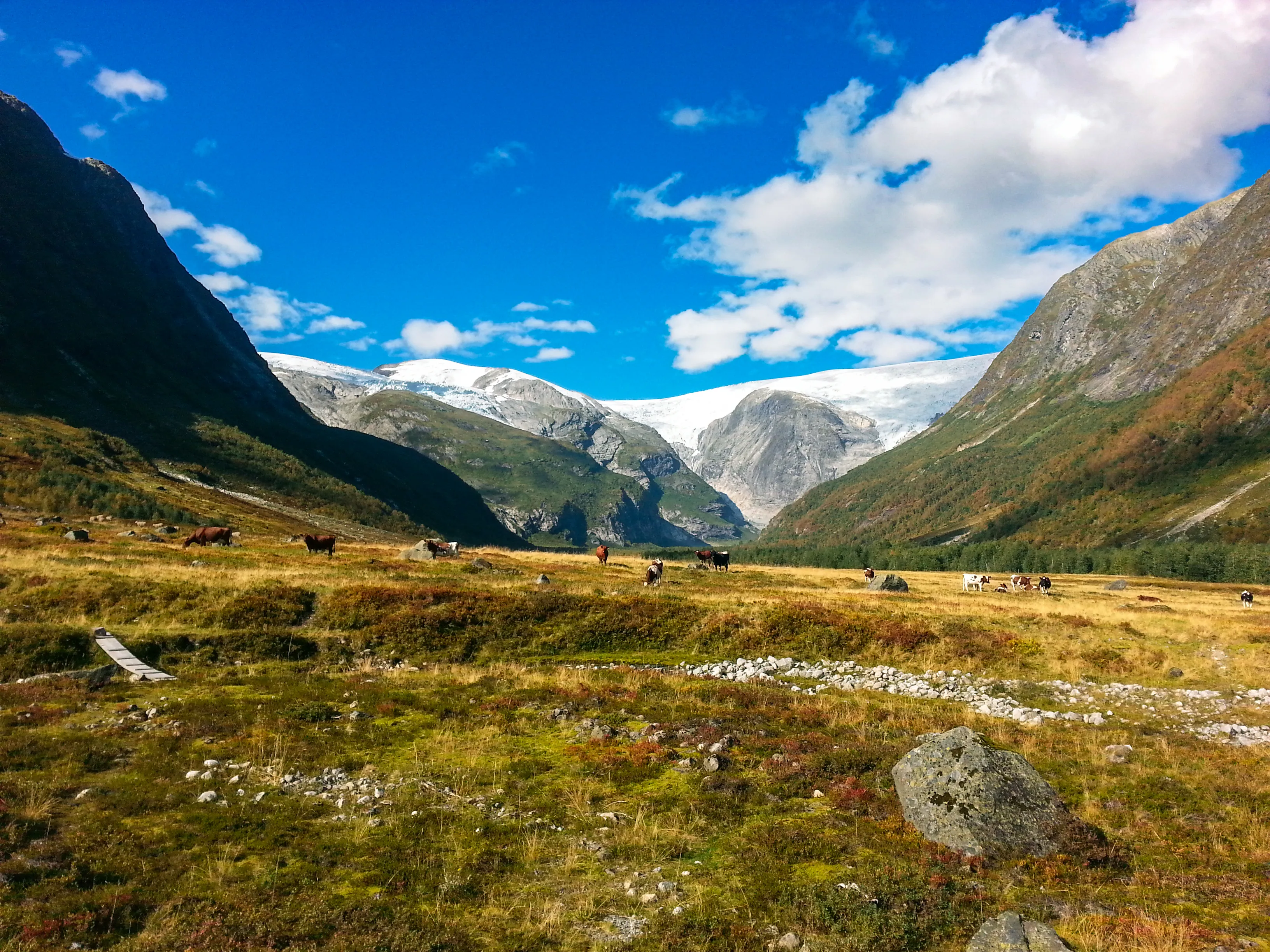 Storfe i fjelldal