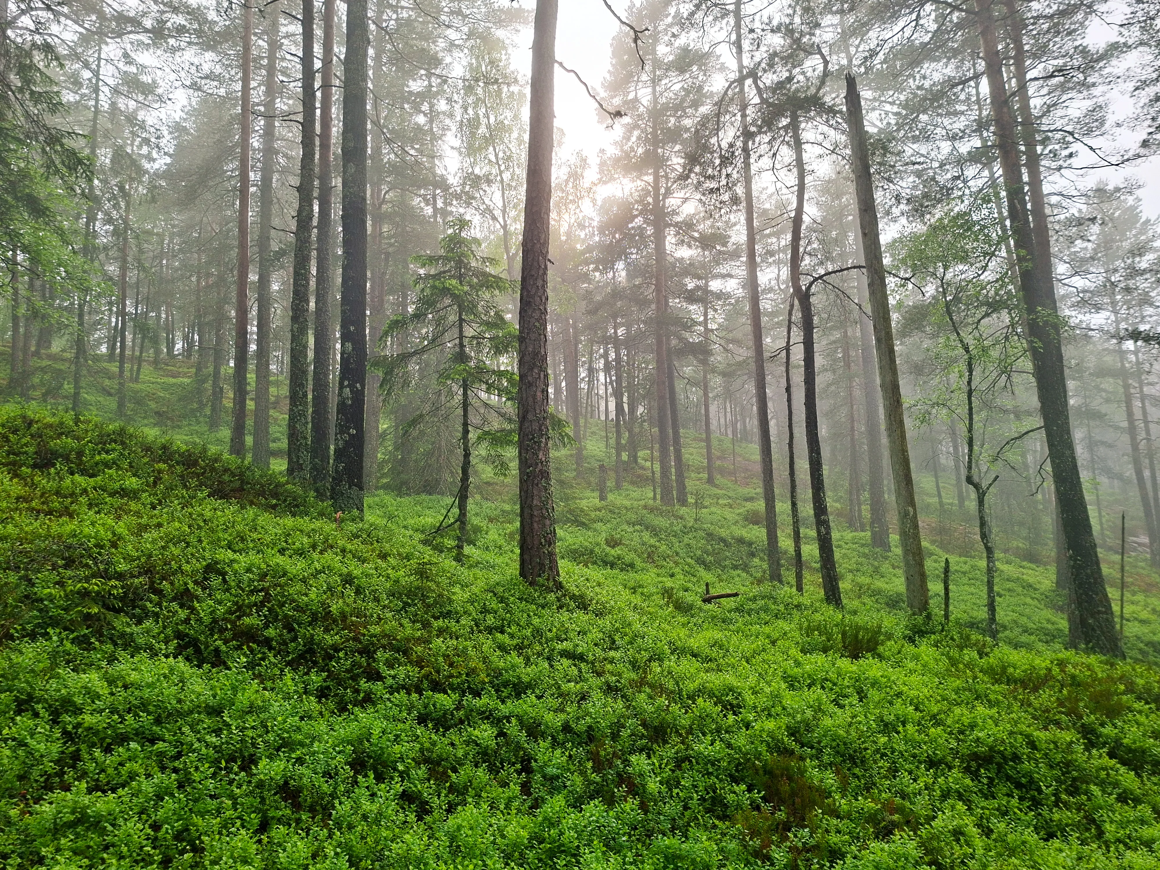 Tåkeskog i morgenlys